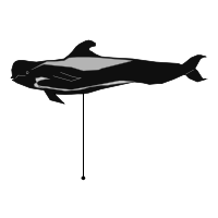 _images/shortfinnedpilotwhale.png